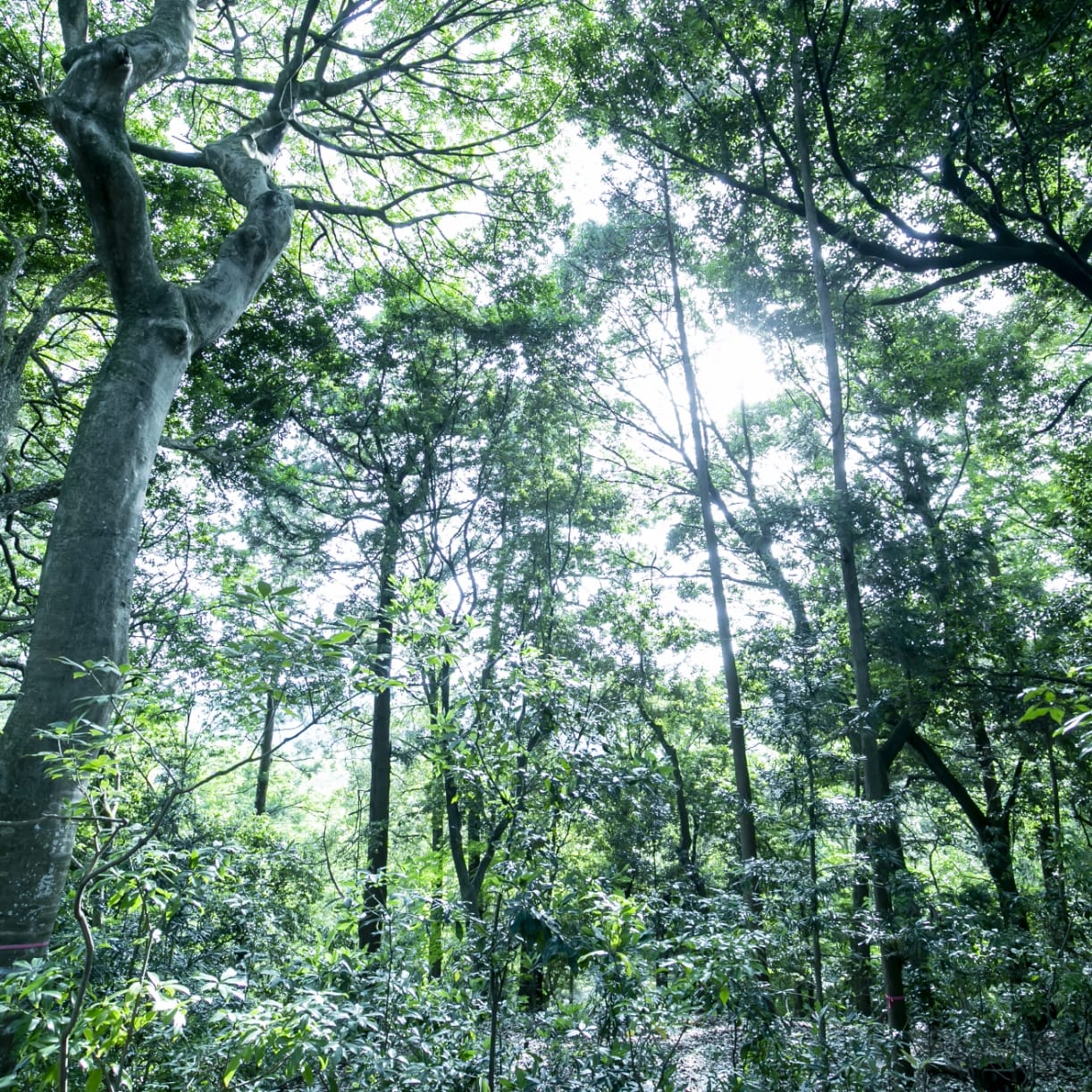 鎮守の森の写真